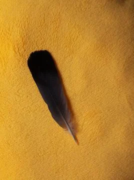 Feather Stock Photos