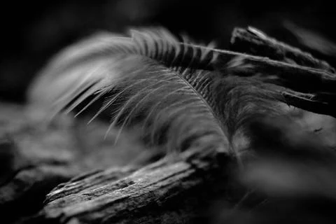 Feather Stock Photos