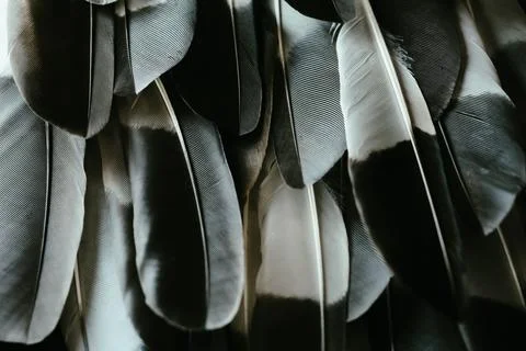 Feather. Stock Photos