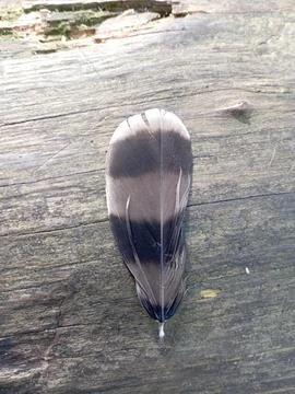 Feather Stock Photos