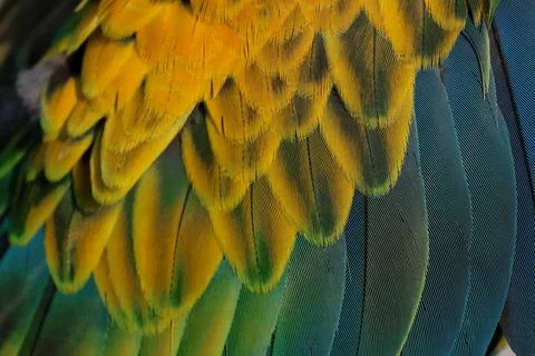 Feather Stock Photos