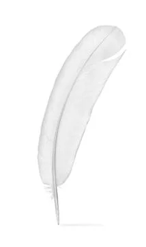 Feather of a pigeon Stock Photos