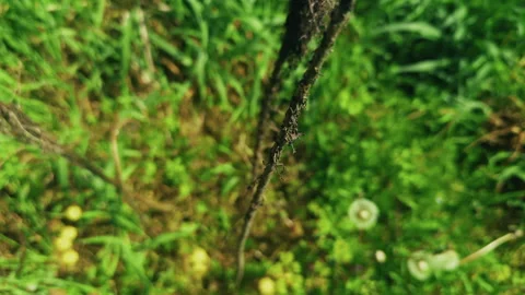 Feather Plant in Nature Video stock 307650056