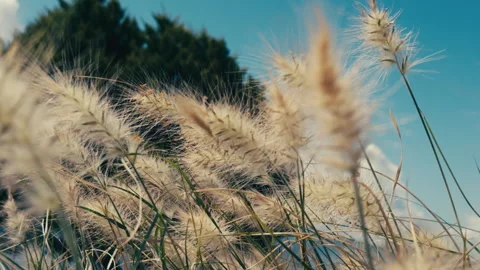 Feather Plant in the Wind Stock Footage 309936365