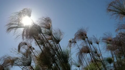 Feather plants waving in wind 動画素材 219207690