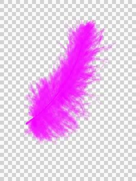 Feather purple Stock Photos