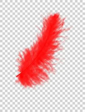 Feather red Stock Photos
