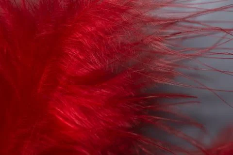 Feather, red  on white background. Stock Photos