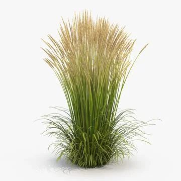 Feather Reed Grass Karl Foerster 3D Model