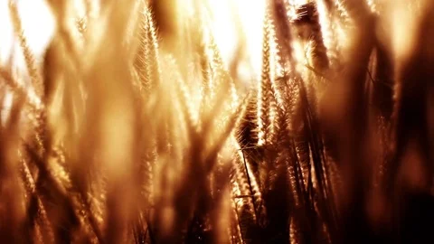 Feather Reed Grass Swaying In The Evening Sun Stock Footage 74720574