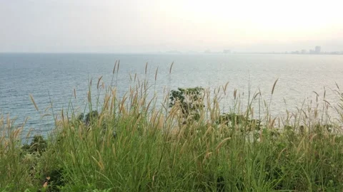Feather reed grass swaying in wind, by the sea in sunset Video stock 151381964