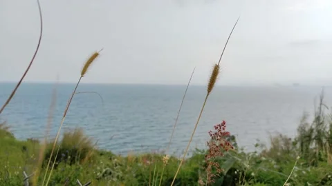 Feather reed grass swaying in wind, by the sea in sunset Video stock 151404013