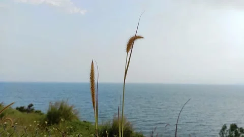 Feather reed grass swaying in wind, by the sea in sunset Video stock 151404909
