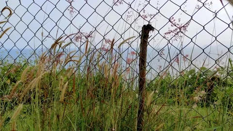 Feather reed grass swaying in wind, behind metal fence by the sea in sunset Video stock 151405046