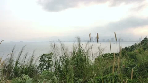 Feather reed grass swaying in wind, by the sea in sunset Stock Footage 151405183