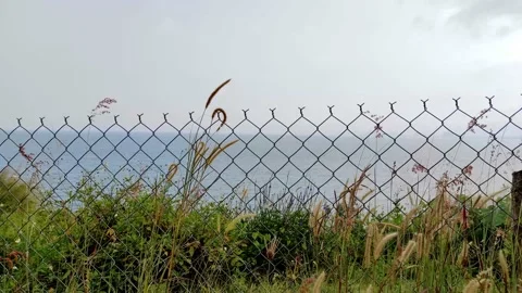 Feather reed grass swaying in wind, behind metal fence by the sea in sunset Stock Footage 151405314