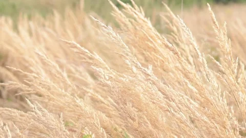 Feather Reed Grass sways slowly in the wind Stock Footage 248771799