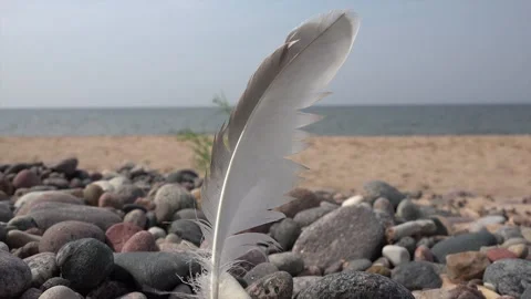 Feather at a rocky beach Stock Footage 239649915