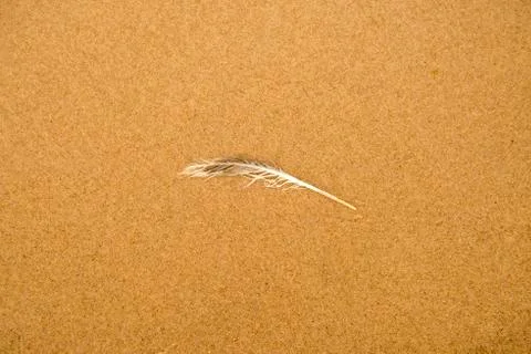 Feather on a sand beach Stock Photos