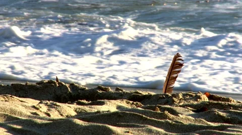 Feather in the sand Stock Footage 43234927