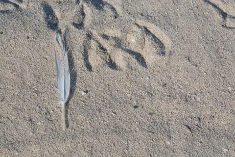 Feather in sand Stock Photos