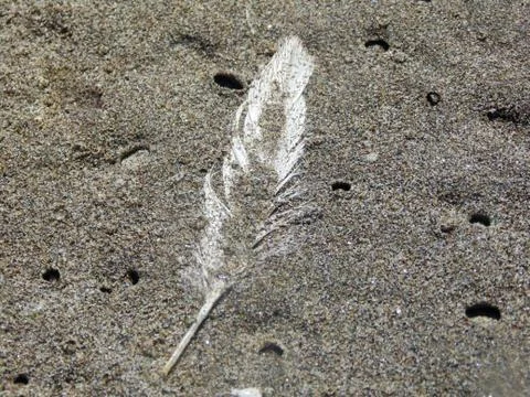 Feather in sand 写真素材