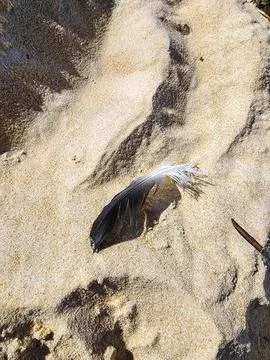 Feather in the sand Stock Photos