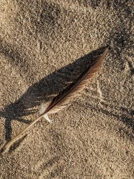 Feather on Sandy Beach Stock Photos