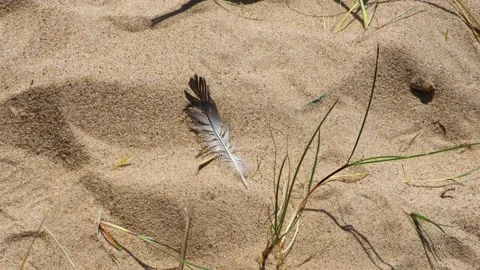 Feather of a seagull in the sand Stock Footage 130873525