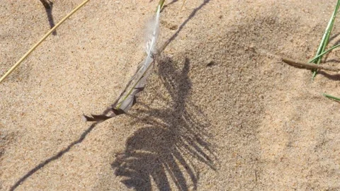 Feather of a seagull in the sand Stock Footage 130873611
