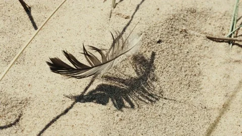 Feather of a seagull in the sand Video stock 130873975