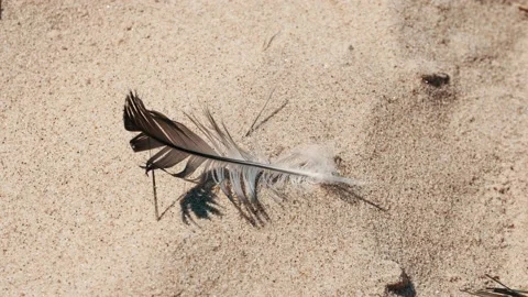 Feather of a seagull in the sand Video stock 130874128