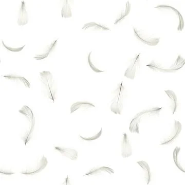 Feather seamless pattern background. Nature bird feather texture closeup fall Stock Photos