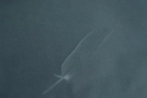 Feather shadow on grey background for wallpaper Stock Photos