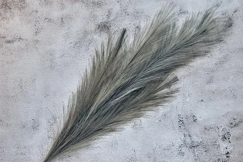 Feather shadows on white grey ceramic beton wall. Abstract pastel background  Stock Photos