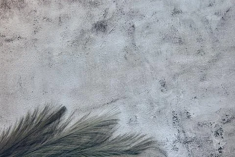 Feather shadows on white grey ceramic beton wall. Abstract pastel background  Stock Photos