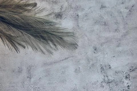 Feather shadows on white grey ceramic beton wall. Abstract pastel background  Stock Photos