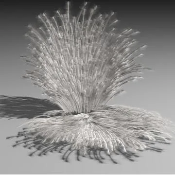 Feather shell 3D Model