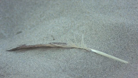 Feather Sitting on the Ground as Sand Blows around it Stock Footage 96012101