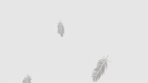 Feather Slow Fall. Stock Footage 240375102