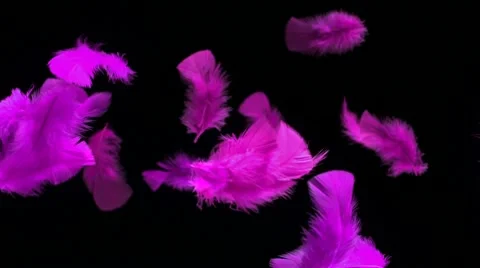 Feather, Slow Motion Stock Footage 10700837