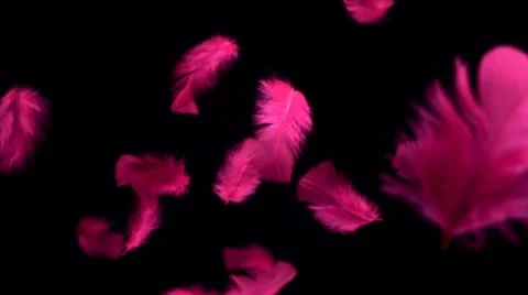 Feather, Slow Motion Stock Footage