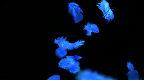 Feather, Slow Motion Stock Footage 10700844