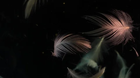 Feather in soft pink  light Stock Footage