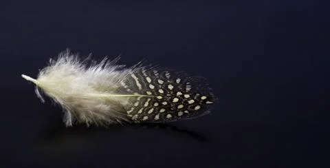 Feather standing horizontal in air, Macro photography Stock Photos