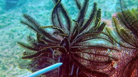 Feather Star Close Up (Crinoidea, Comatulida) Stock Footage 329532956