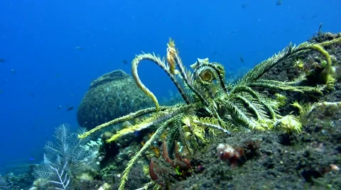 Feather star crawling 스톡 동영상 6731976