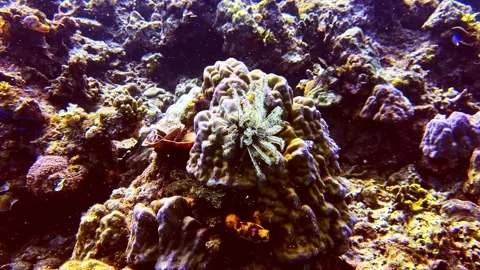 Feather Star Displaying Crown Like Arms on Coral Stock Footage 337737122