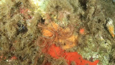 Feather star Video stock 11431777