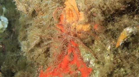 Feather star 動画素材 12583869